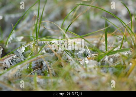 Grünes Gras mit Eiskristallen, Makrodetails Stockfoto