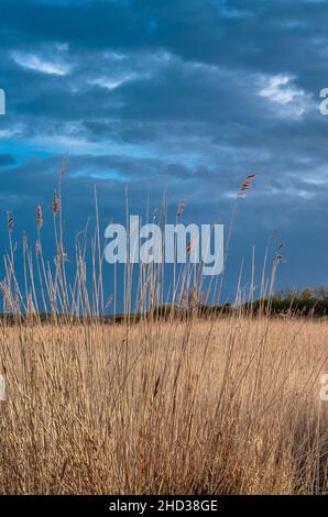 Walberswick Schilfbetten, Suffolk, Stockfoto