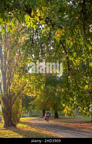 Radfahren auf dem Murray to Mountains Rail Trail durch Myrtleford Stockfoto