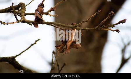 Herbstblätter auf die Eiche Stockfoto