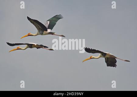 Nahaufnahme von drei Reihern mit gelben Schnäbeln, die durch den grauen wolkenlosen Himmel in Thailand fliegen Stockfoto