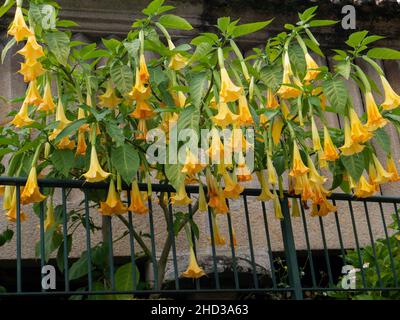 Brugmansia oder Engelstrompeten Pflanzen mit leuchtend gelben, hängenden, trompetenförmigen Blüten in Galicien, Spanien. Stockfoto