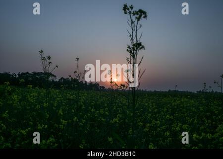 Dhaka, Bangladesch. 31st Dez 2021. Ein gelbes Senffeld ist während des Sonnenuntergangs am Stadtrand von Dhaka abgebildet. Senf ist eine Ernte bei kühlem Wetter und wird aus Samen, die im frühen Frühjahr gesät wurden, angebaut. Von Mitte Dezember bis Ende Januar kultivieren die bangladeschischen Bauern ihre Ernte von leuchtend bunten gelben Senfblüten, die in voller Blüte stehen. Kredit: SOPA Images Limited/Alamy Live Nachrichten Stockfoto