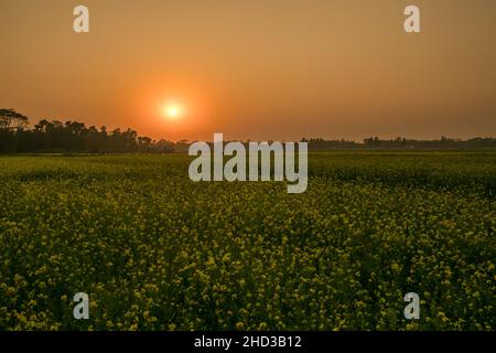 Dhaka, Bangladesch. 31st Dez 2021. Ein gelbes Senffeld ist während des Sonnenuntergangs am Stadtrand von Dhaka abgebildet. Senf ist eine Ernte bei kühlem Wetter und wird aus Samen, die im frühen Frühjahr gesät wurden, angebaut. Von Mitte Dezember bis Ende Januar kultivieren die bangladeschischen Bauern ihre Ernte von leuchtend bunten gelben Senfblüten, die in voller Blüte stehen. Kredit: SOPA Images Limited/Alamy Live Nachrichten Stockfoto