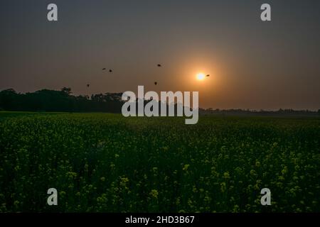 Dhaka, Bangladesch. 31st Dez 2021. Ein gelbes Senffeld ist während des Sonnenuntergangs am Stadtrand von Dhaka abgebildet. Senf ist eine Ernte bei kühlem Wetter und wird aus Samen, die im frühen Frühjahr gesät wurden, angebaut. Von Mitte Dezember bis Ende Januar kultivieren die bangladeschischen Bauern ihre Ernte von leuchtend bunten gelben Senfblüten, die in voller Blüte stehen. (Foto: Sazzad Hossain/SOPA Images/Sipa USA) Quelle: SIPA USA/Alamy Live News Stockfoto