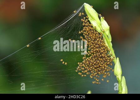 Ein Nest von babygelben und schwarzen Orbis-Weberspinnen (Araneus diadematus), das im Juni an eine Pflanze in einem Garten in Nanaimo, Vancouver Island, BC, Kanada, angeschlossen ist Stockfoto