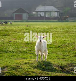 Süße Ziege auf grüner Wiese an sonnigen Tagen. Stockfoto