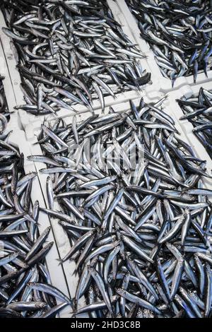 Frischer Sardellen-Hamsi-Fisch auf Eis auf dem Fischmarkt aus nächster Nähe Stockfoto