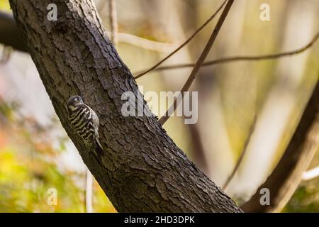 Ein japanischer Zwergspecht (Yungipicus kizukiIzumi) auf einem Baum im Izumi no Mori Park, Kanagawa, Japan. Stockfoto