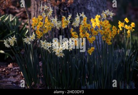 FRÜHLINGSGARTEN IN NEW SOUTH WALES MIT GELBEN UND WEISSEN JONKILEN (NARCISSE) AM GARTENWEG. Stockfoto