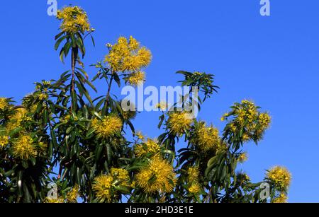 Xanthostemon chrysanthus, gemeinhin Golden Penda genannt, ist eine Baumarte der Myrtaceae-Familie, gelbe Blüten, die hier gegen den blauen Himmel zu sehen sind. Stockfoto