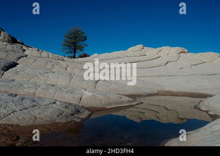 Einzelkiefer in White Pocket Arizona im Vermillion Cliffs National Monument Arizona Stockfoto