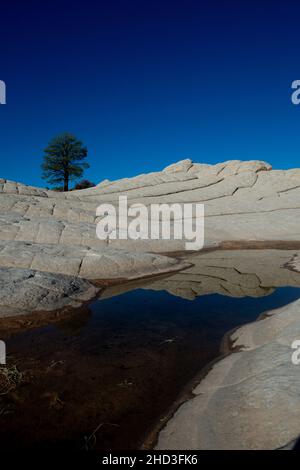 Einzelkiefer in White Pocket Arizona im Vermillion Cliffs National Monument Arizona Stockfoto