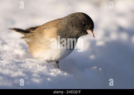 Weibchen mit dunklen Augen auf der Nahrungssuche im Schnee, Snohomish, Washington, USA Stockfoto