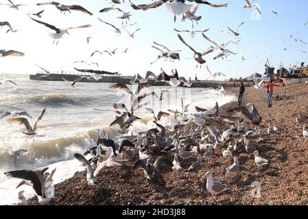 Schar von Möwen, Möwen, Heringsmöwen, Scavenging entsorgten Fischen an der Küste, Hastings, East Sussex, Großbritannien Stockfoto