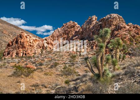 Joshua Tree, Jurassic Sandstone Rocks, Virgin Mountains, Whitney Pocket Area, Gold Butte National Monument, Mojave Desert, Nevada, USA Stockfoto