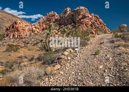 Joshua Trees, Jurassic Sandstone Rocks, ATV Track, Whitney Pocket Area, Gold Butte National Monument, Mojave Desert, Nevada, USA Stockfoto