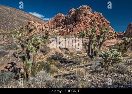 Joshua Trees, Jurassic Sandstone Rocks, Virgin Mountains, Whitney Pocket Area, Gold Butte National Monument, Mojave Desert, Nevada, USA Stockfoto