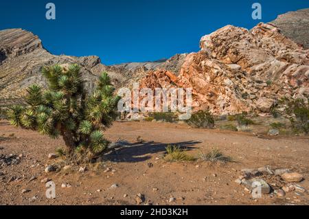 Joshua-Baum, Feuerring, Jurassische Sandsteinfelsen, paläozoisches marines Kalksteinmassiv, Whitney Pocket Area, Gold Butte National Monument, Nevada, USA Stockfoto