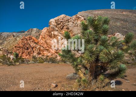 Joshua Tree, Jurassic Sandstone Rocks, Virgin Mountains, Whitney Pocket Area, Gold Butte National Monument, Mojave Desert, Nevada, USA Stockfoto