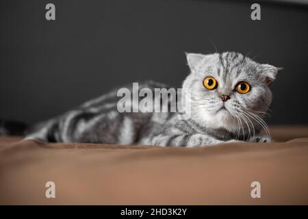 Verspielte schottische Klappkatze auf dem Bett. Die Close-Up-kater aus schottischem Faltenwurf ist so niedlich. So süße Katze im Schlafzimmer. Stockfoto