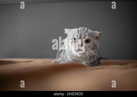 Verspielte schottische Klappkatze auf dem Bett. Die Close-Up-kater aus schottischem Faltenwurf ist so niedlich. So süße Katze im Schlafzimmer. Stockfoto