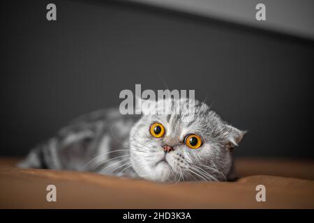 Verspielte schottische Klappkatze auf dem Bett. Die Close-Up-kater aus schottischem Faltenwurf ist so niedlich. So süße Katze im Schlafzimmer. Stockfoto