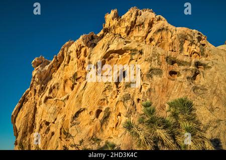 Joshua Tree, Jurassic Sandstone Rocks, Sunrise, Virgin Mountains, Whitney Pocket Area, Gold Butte National Monument, Mojave Desert, Nevada, USA Stockfoto