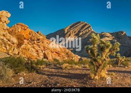 Joshua Trees, Jurassic Sandstone Rocks, Palaeozoic marine Limestone Massiv, Sunrise, Whitney Pocket Area, Gold Butte National Monument, Nevada, USA Stockfoto