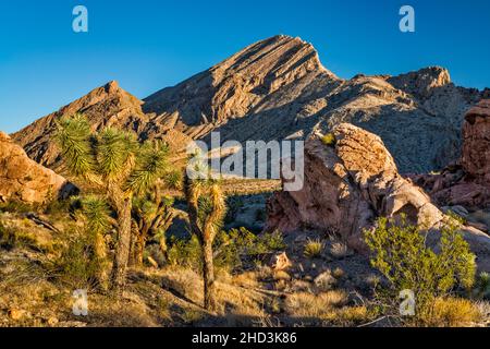 Joshua Trees, Jurassic Sandstone Rocks, Palaeozoic marine Limestone Massiv, Sunrise, Whitney Pocket Area, Gold Butte National Monument, Nevada, USA Stockfoto