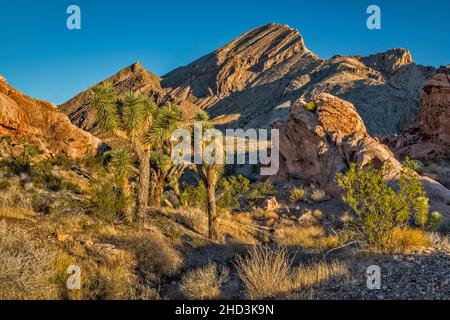 Joshua Trees, Jurassic Sandstone Rocks, Palaeozoic marine Limestone Massiv, Sunrise, Whitney Pocket Area, Gold Butte National Monument, Nevada, USA Stockfoto