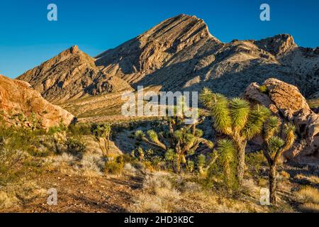 Joshua Trees, Jurassic Sandstone Rocks, Palaeozoic marine Limestone Massiv, Sunrise, Whitney Pocket Area, Gold Butte National Monument, Nevada, USA Stockfoto