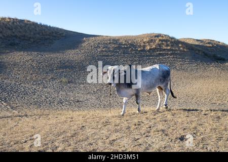 Wunderschöne Landschaft in den Sanddünen von Laoag City, Philippinen Stockfoto