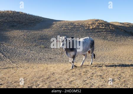 Wunderschöne Landschaft in den Sanddünen von Laoag City, Philippinen Stockfoto