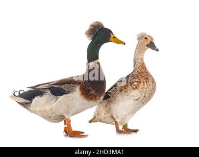 Haubenenten brüten vor weißem Hintergrund Stockfoto