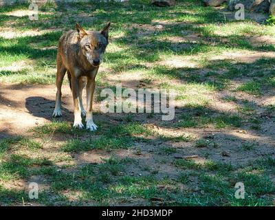 mongolischer Wolf mit Blickkontakt zum Beobachter. Entspanntes Raubtier, einzeln fotografiert. Der Wolf ist eine gefährdete Art Stockfoto