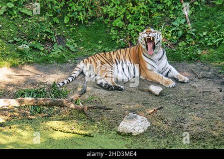 sibirischer Tiger gähnt entspannt auf einer Wiese. Kraftvolle Raubkatze. Die größte Katze der Welt und vom Aussterben bedroht Stockfoto