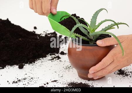 Frau Hand setzen Boden mit Schaufel in Topf mit Aloe Vera Pflanze Stockfoto