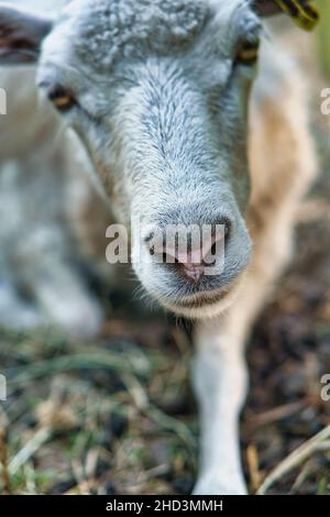 Schafe Schnauze lustig genommen mit Augenkontakt zum Beobachter. Kuss mich sagt die Pose. Aufgenommen in brandenburg Stockfoto