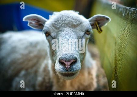 Schafsschnauze lustig genommen mit Blickkontakt zum Beobachter. Aufgenommen in brandenburg Stockfoto