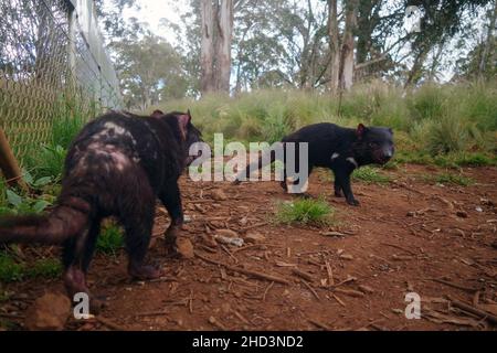 Erwachsene männliche Tasmanische Devils (Sarcophilus harrisii) in Gehegen als Teil der Versicherungspopulation in Aussie Arks, Barrington Tops, NSW, Australien Stockfoto