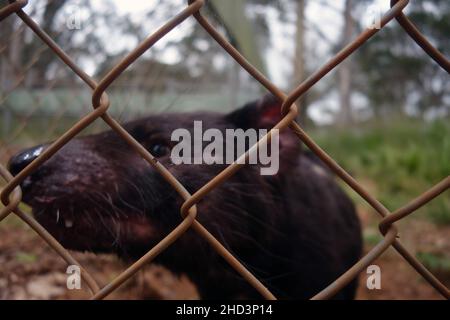 Erwachsener männlicher Tasmanischer Teufel (Sarcophilus harrisii), der als Teil der Versicherungspopulation bei Aussie Arks, Barrington Tops, NSW, Australien, exclosiert wurde Stockfoto