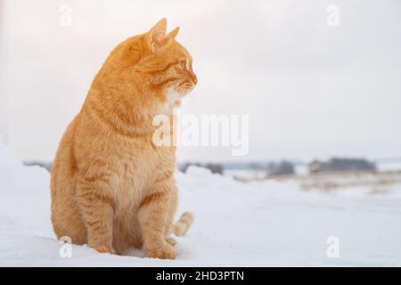 Mollige Ingwerkatze sitzt im Schnee und schaut weg, Sonnenlicht Stockfoto