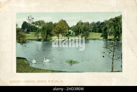 Eine Postkarte mit dem Titel „Queen's Gardens Perth WA (No.3)“ (in Australien) mit einem handfarbigen monochromen Bild von weißen Schwanen, die auf einem See schweben. Die Postkarte ist nicht datiert, sondern stammt aus einer Sammlung aus dem Jahr 1911. Queens Gardens wurden 1899 offiziell benannt. Stockfoto