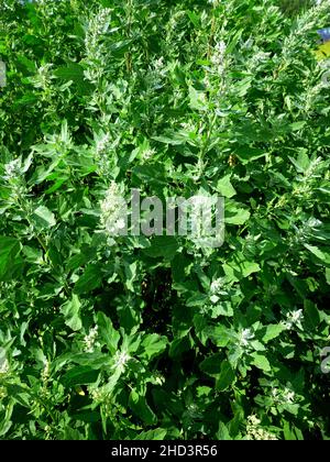 Atriplex fera Busch, Orach Atriplex hortensis mit Blättern, Blüten, Samen. Quinoa-Zweige mit jungen Samenköpfen. Kulinarische Kräuter im Garten. Stockfoto