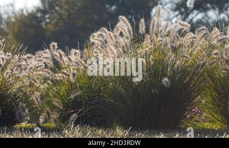 Eisbedeckte Pflanze. Regen und Frost, Ansammlung von Eis auf Pflanzen und Bäumen. Gefährliche Wetterbedingungen. Wunderbarer Winterhintergrund. Makro. Stockfoto