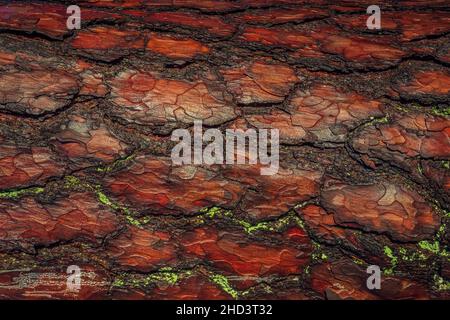 Roter alter Baum rauhe Rinde. Bei sonnigem Tageslicht kontrastiert die Rumpfstruktur. Stockfoto