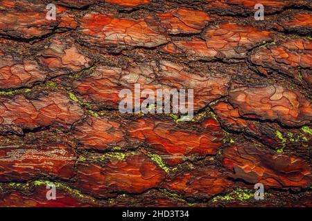 Roter alter Baum rauhe Rinde. Bei sonnigem Tageslicht kontrastiert die Rumpfstruktur. Stockfoto