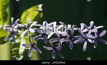 Nahaufnahmen der Petrea volubilis Blume Stockfoto