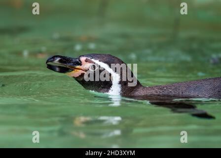 Humboldt-Pinguin - Spheniscus humboldti, mittelgroßer Pinguin von der südamerikanischen Ozeanküste, Chile. Stockfoto